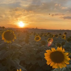 SUNFLOWER (prod. eem triplin)