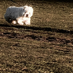 Snowball