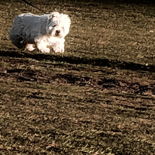 Snowball