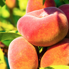 Peach Island