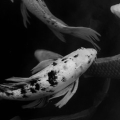Catfish