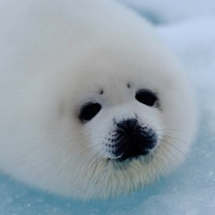 Walter Martin -  Down by the Singing Sea