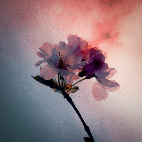 Bloom