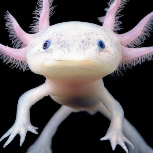 we'll never have an axolotl
