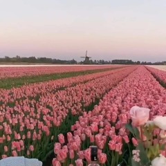 Lullaby Cover - Lateeya