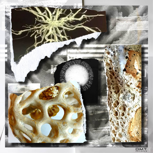 DMT202505- Planctophob - Mycelial (Preview mix)