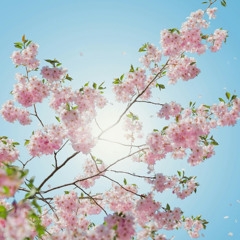 Spring sun