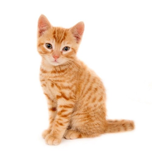 breakcore_cat_1