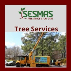 Tree Service In Roswell - Sesmas Tree Service