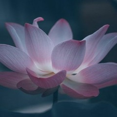 Bobby Fly - Interception