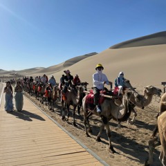 A Dunhuang en Chine, grève des chameliers et boom du tourisme sur la route de la soie