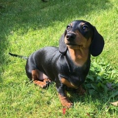 música que o kami fez pra mim de aniversário