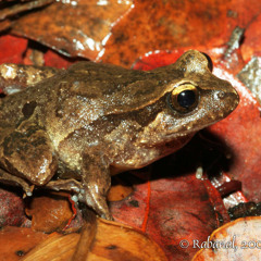 Eupsophus septentrionalis