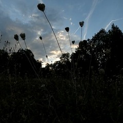 Flowers in the Night