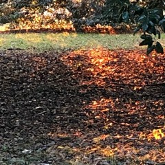 Mystic Garden Mosaic