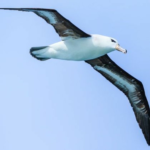 Fleetwood Mac - Albatross - Stefan Lobuczek