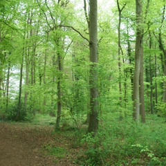 Canopy