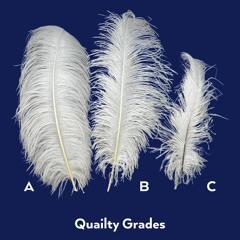 feathers