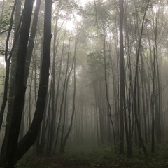 ELY ANN/ Mtirala Forest