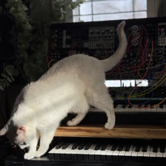 20250125 Stick Whack Boom Yes