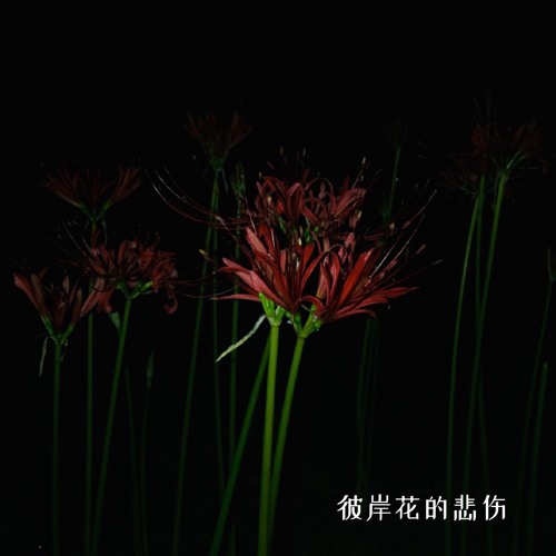 彼岸花的悲伤by 吴欣祎 彼岸花的悲伤by 吴欣祎