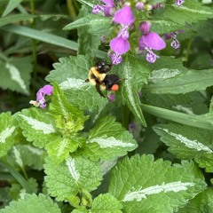 In the Garden - Pollen, Pollen Everywhere 5/25/24 Hr.1