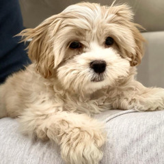 Be Gamonam Dele To Jaye Digas