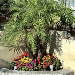 semi aggressive very small patio music, yeah