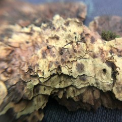 Juicy Tuesday (gurkenwerbung)