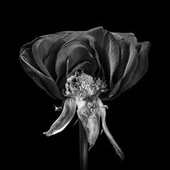 ORIKA-Zenith (MELLON PLACE RECORDS)
