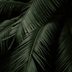 Andrei B Summer 2017