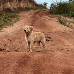Lá Vai