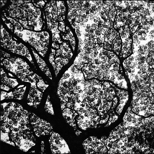 Copy of Daily Drops3