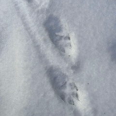 Wolf Howling at Dusk - January 2025