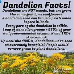 dandelion facts:)