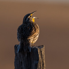 Panhandle Afield: Western Meadowlarks