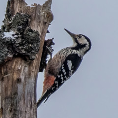 Once on the brink of extinction - White-backed Woodpecker