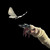 Artwork for The Temper Trap - Sweet Disposition (ARTBAT Remix)