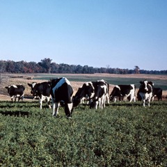 calf