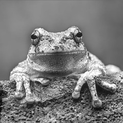 what i learned at frog island (minimix)