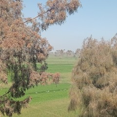 الشيخ أبو العينين شعيشع وما تيسر من سورة القصص
