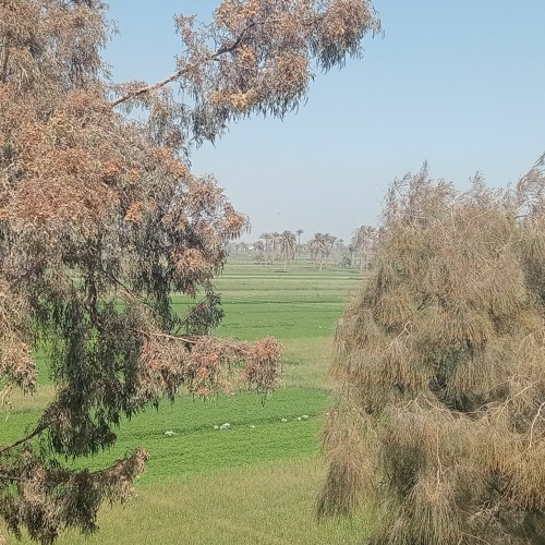 الشيخ أبو العينين شعيشع وما تيسر من سورة القصص