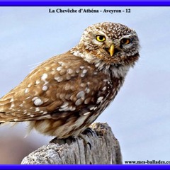 Ecstatic Dance : Ode a Kaya 2025