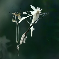 Invitée Spéciale — vendredear