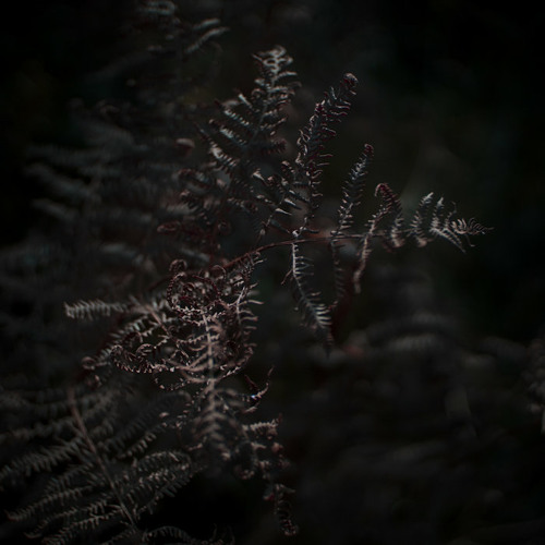 Ishmael Cormack- A Second Fern