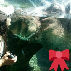 I Wanna Hippopotamus For Chistmas