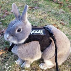 jojo bunny