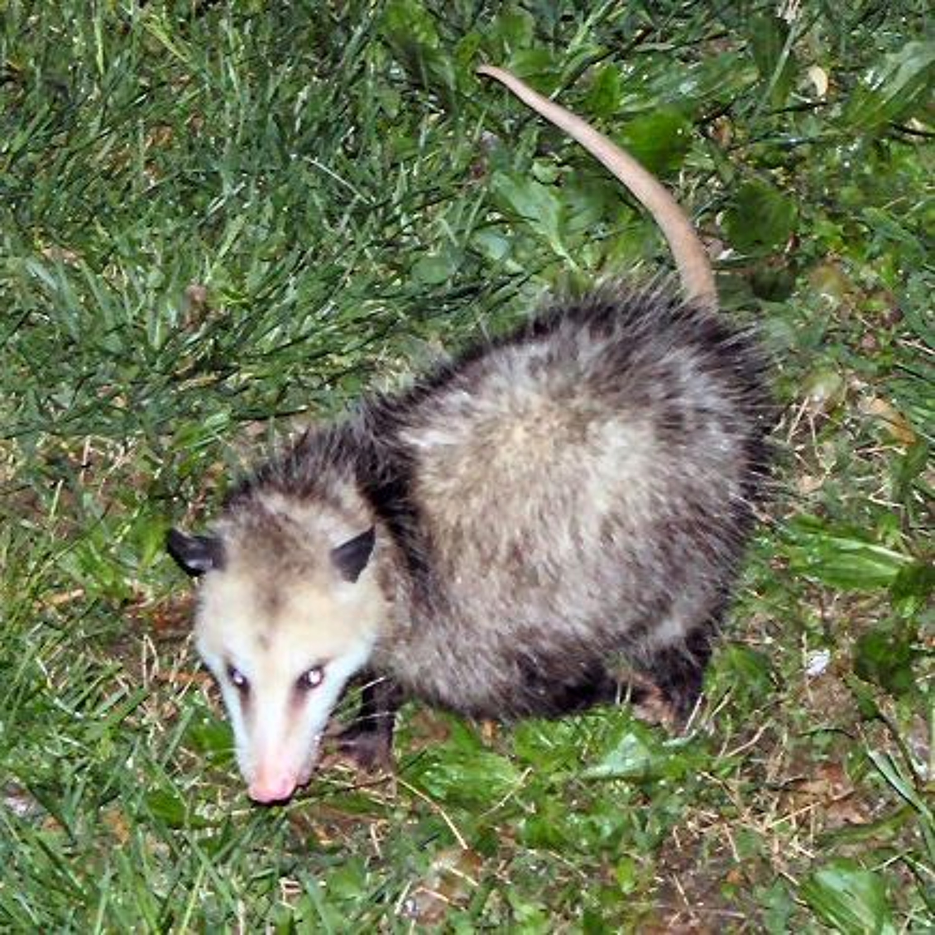 Does Moab have a new possum problem? episode artwork