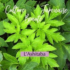 L’Ashitaba, la « feuille de demain » qui vient du Japon.