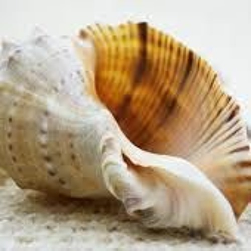 DJ Bitslap (Words of Thought) feat. High Res "Seashells In Our Memories"